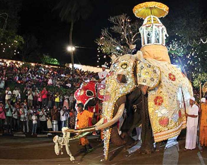 Elephant of Kandy Esala Perahera